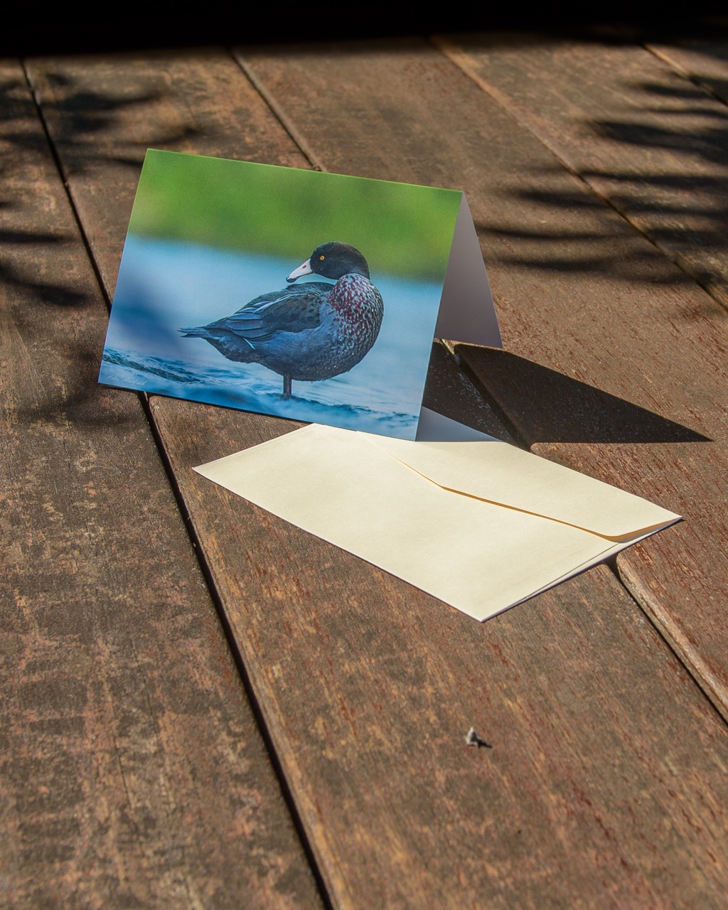 Blue Duck/Whio Wildlife Greeting Cards - New Zealand Bird Photography